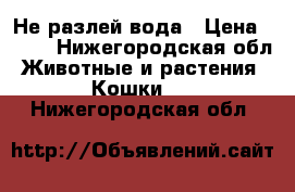 Не разлей вода › Цена ­ 250 - Нижегородская обл. Животные и растения » Кошки   . Нижегородская обл.